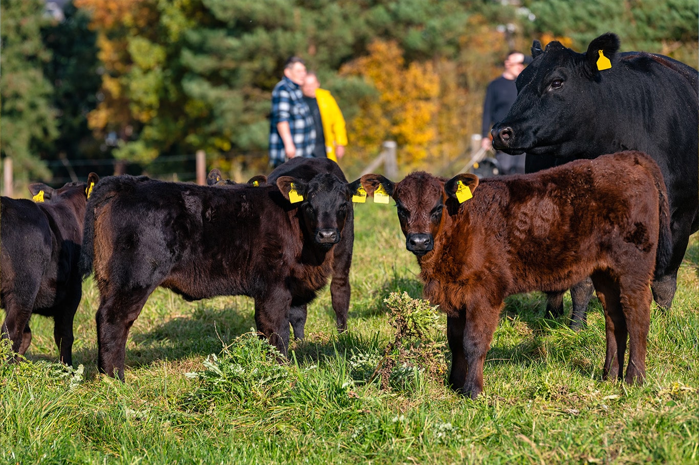 Beechcreek Angus – Hochwertiges Rinderfleisch aus Neukirchen – Eine ...